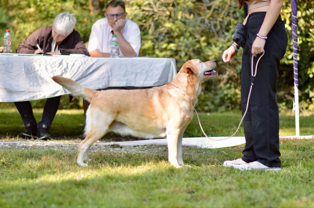 Les Labrador Retriever de l'affixe Du domaine d'orloup