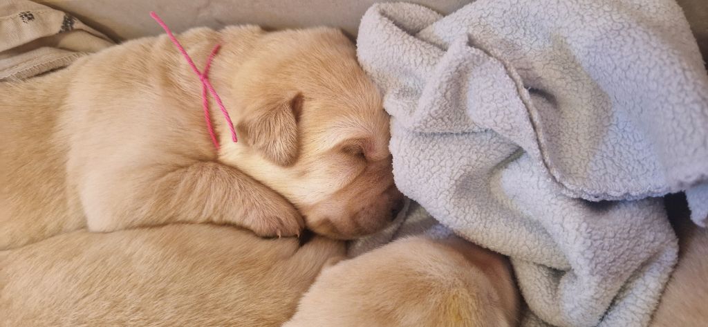 chiot Labrador Retriever Du domaine d'orloup