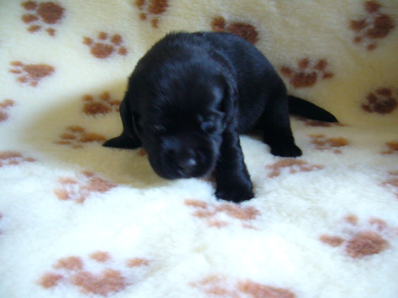 chiot caya * bago