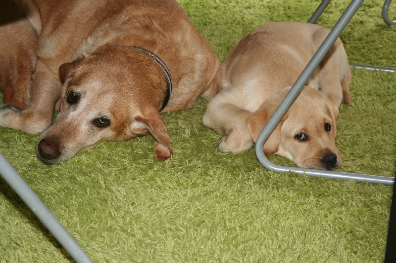 chiot caya chez clients