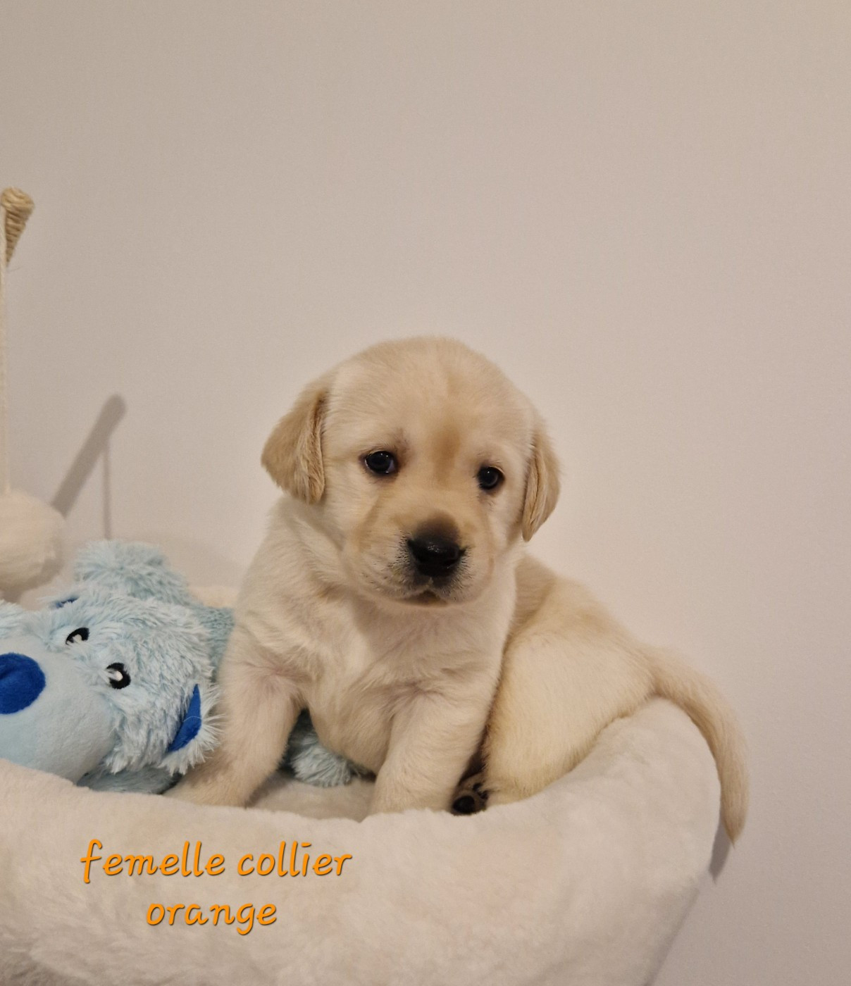 Du domaine d'orloup - Chiots disponibles - Labrador Retriever