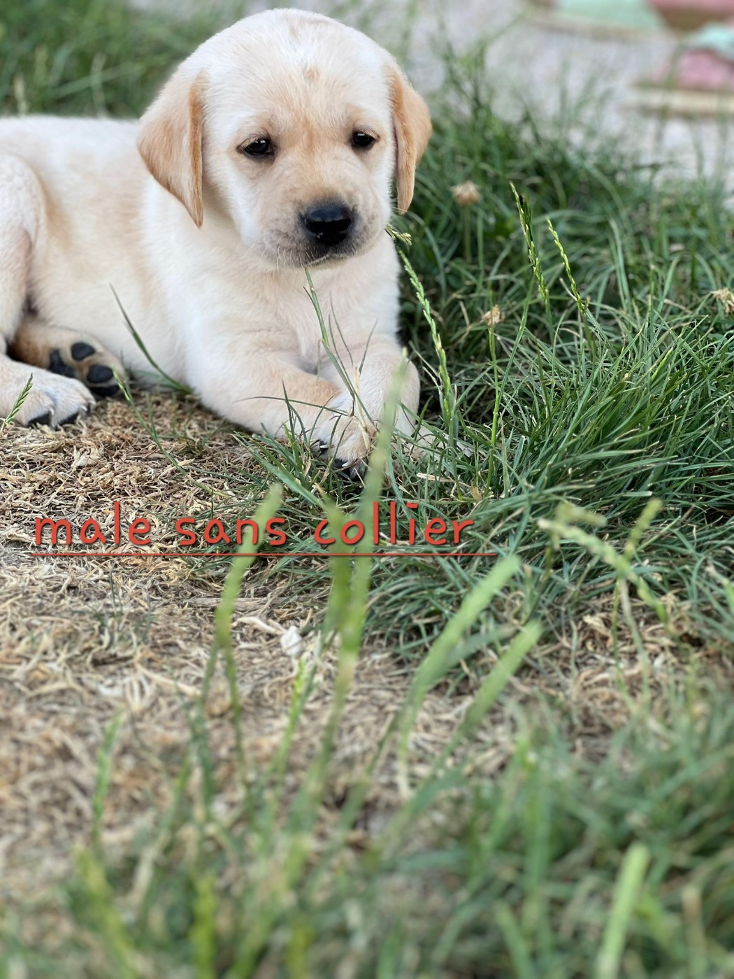 Du domaine d'orloup - Chiots disponibles - Labrador Retriever