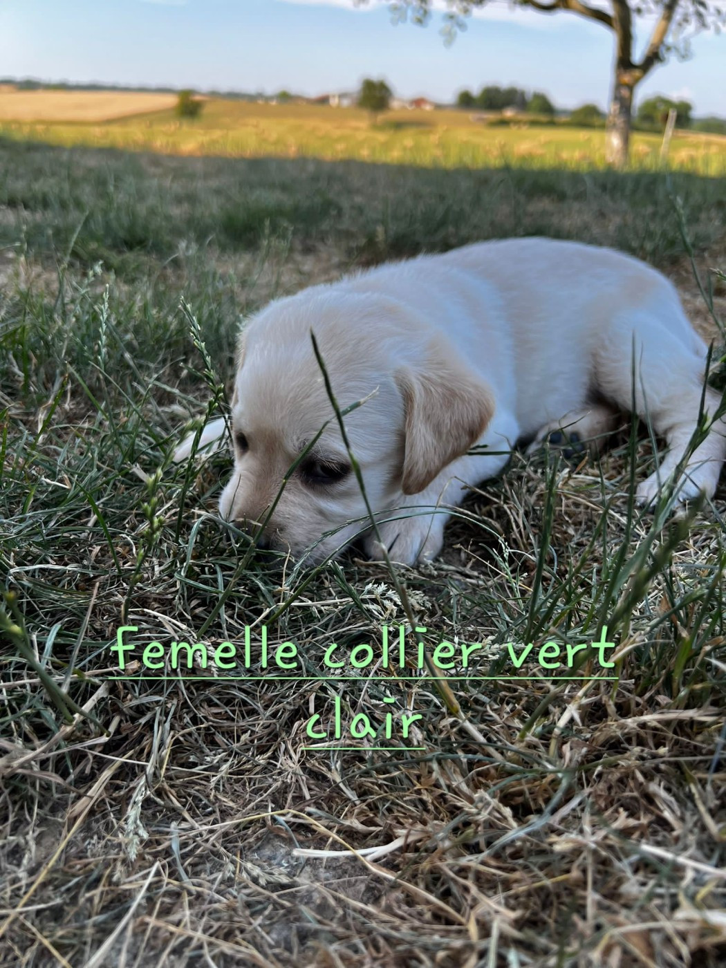 Du domaine d'orloup - Chiots disponibles - Labrador Retriever