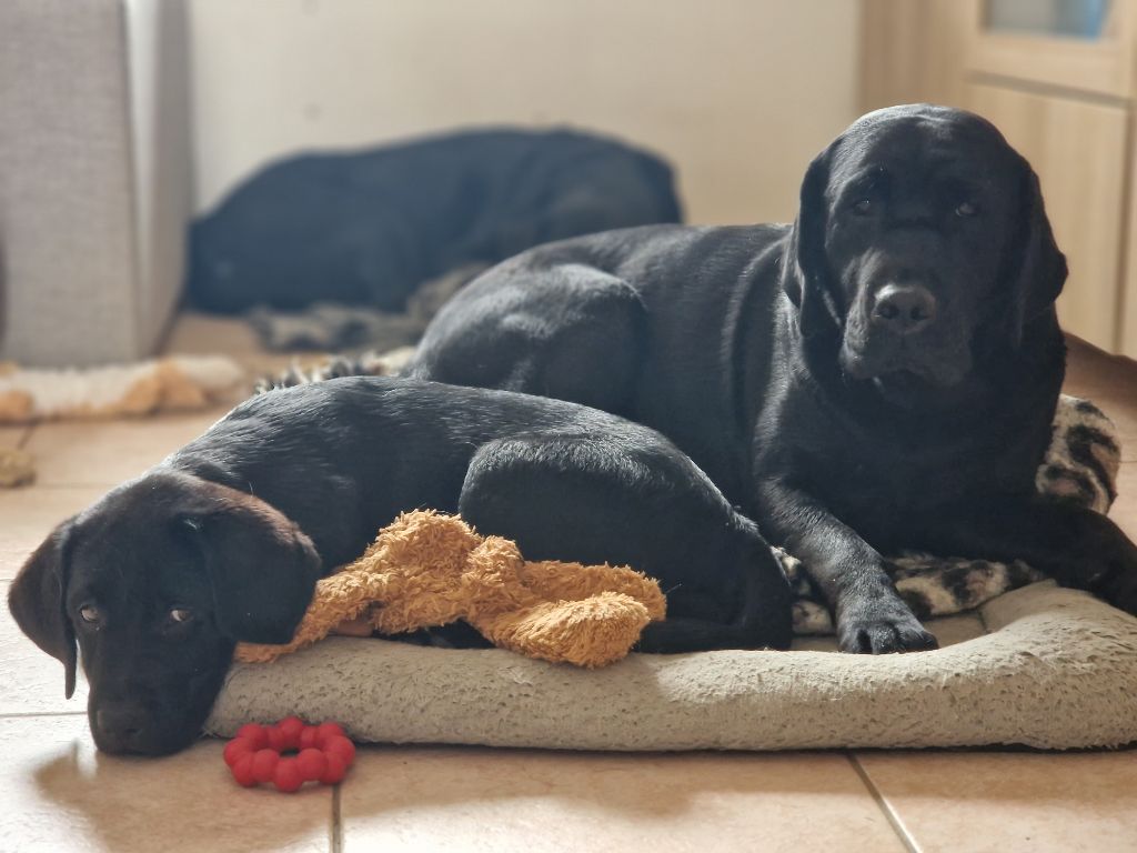 Chiot Labrador Retriever Du domaine d'orloup