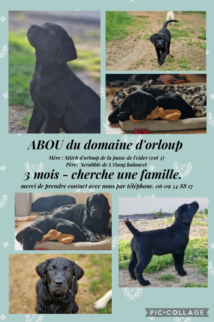 Du domaine d'orloup - Chiots disponibles - Labrador Retriever