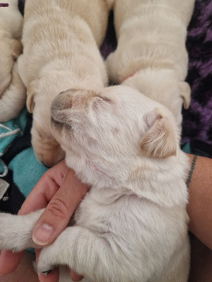 CHIOT
