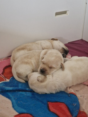 CHIOT