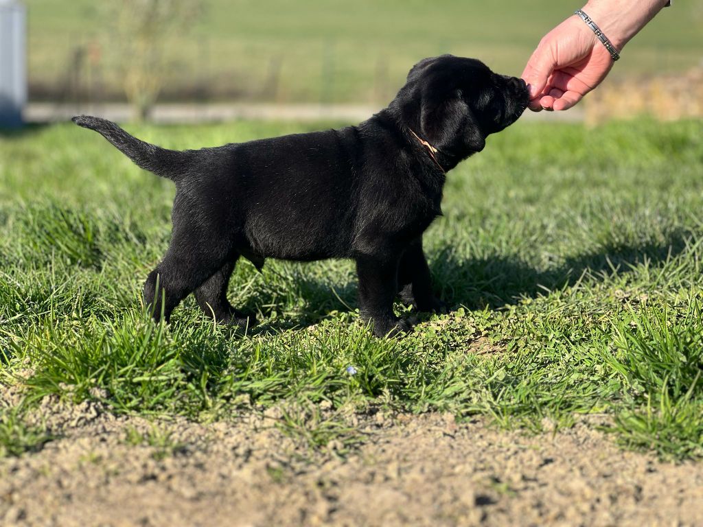 Du domaine d'orloup - Chiots disponibles - Labrador Retriever