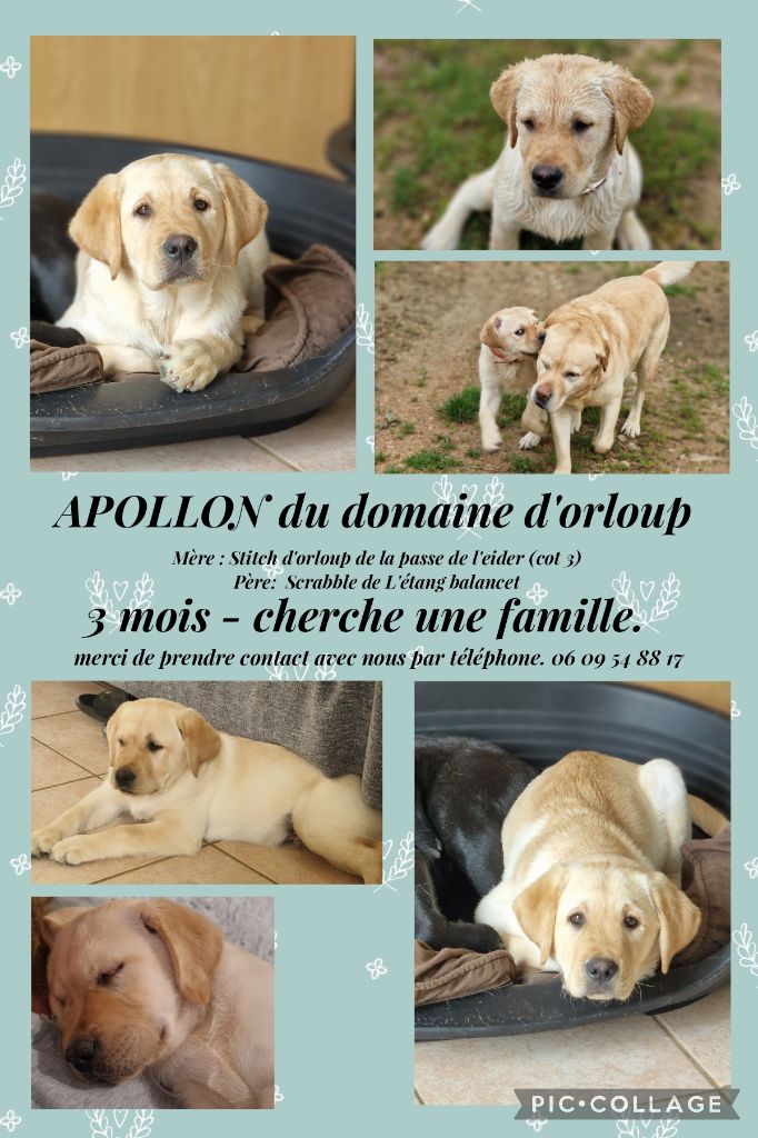 Du domaine d'orloup - Chiots disponibles - Labrador Retriever